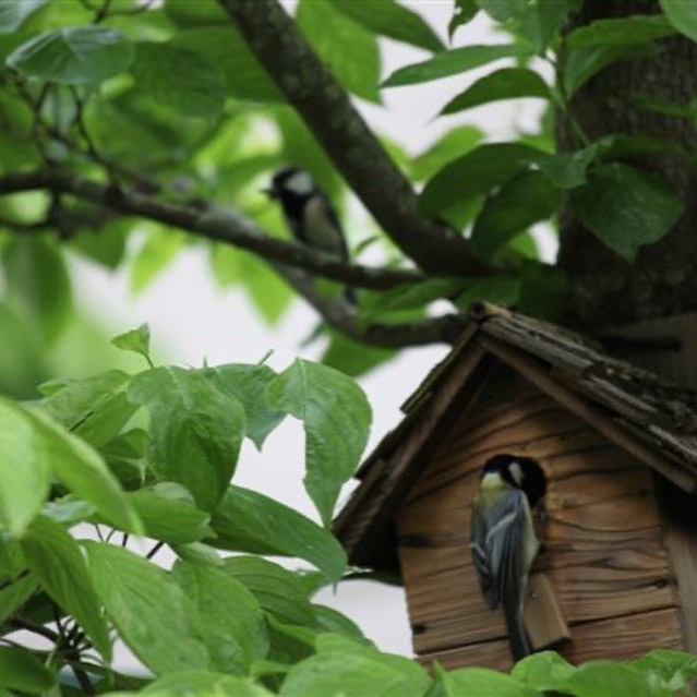 巣箱 野鳥 観察 鳥 巣 設置 小鳥 鳥かご バードハウス 木箱専門店 キバコヤ 木箱屋