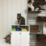 猫ハウスとオーダーメイド収納棚 を兼ねた猫ステップ