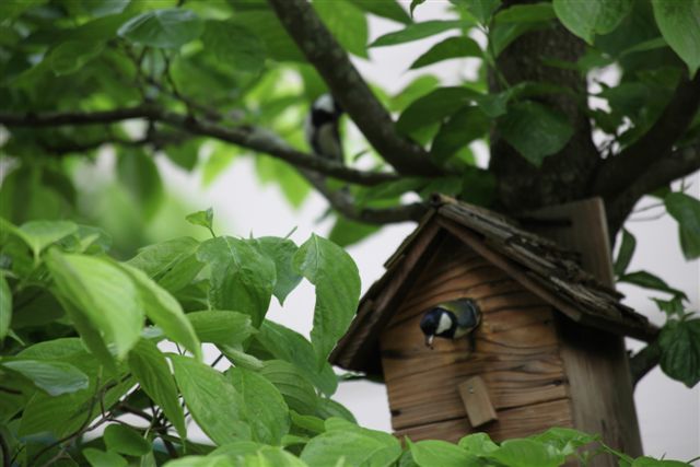 巣箱】 野鳥 観察 鳥 巣 設置 小鳥 鳥かご バードハウス | 木箱専門店